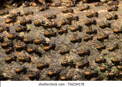 Brood Of Worker Termite On Tree Bark.Termites Are Eusocial Insects That Are Classified At The Taxonomic Rank Of Infraorder Isoptera