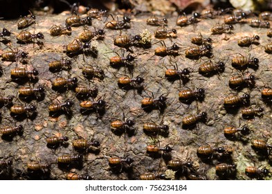 Brood Of Worker Termite On Tree Bark.Termites Are Eusocial Insects That Are Classified At The Taxonomic Rank Of Infraorder Isoptera