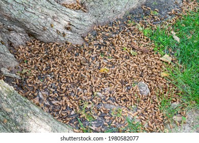 Brood X 17 Year Cicadas