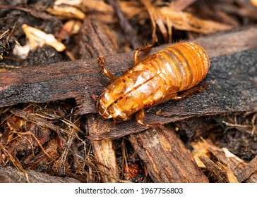 A Brood X Cicada Has Left Its Exoskeleton After Emerging From Underground.