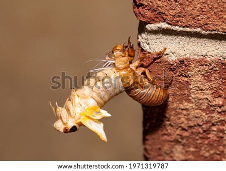 Brood X cicada in the process of emerging from its exoskeleton, side view.