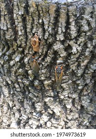 Brood X Cicadas Camouflaged On A Tree In Princeton NJ