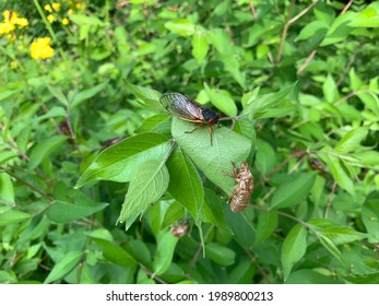 Brood X Cicadas Emerge In Indiana.