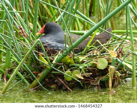 Brooding common moorhen on the nest. (Gallinula chloropus) Rallidae family. Hanover  Berggarten, Germany