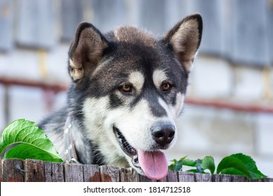 Brooding husky dog with blue eyes looks over wooden fence at dark night street. Portrait Siberian husky.