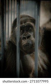 Brooding Low Key Portrait of Gorilla Behind Thick Cage Bars