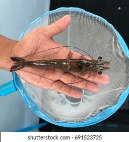 Broodstock Size Of Vannamei Shrimp