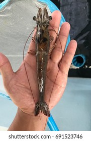 Broodstock Size Of Vannamei Shrimp