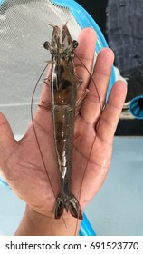 Broodstock Size Of Vannamei Shrimp