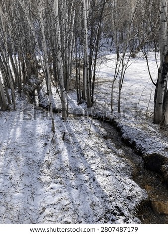 Brook babbling through the aspen.