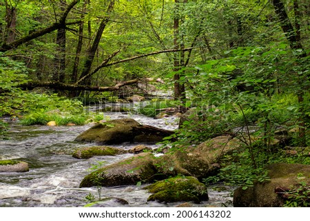  an brook flowing through the wilderness of willard brook state forest in townsend mass.