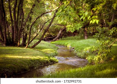 Brook In The Forest On A Sunny Day