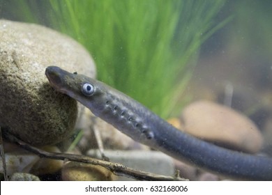 Brook Lamprey