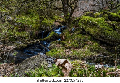 A brook in a mossy forest. Waterfall brook in mossy forest. Waterfall in mossy forest. Mossy forest waterfall stream