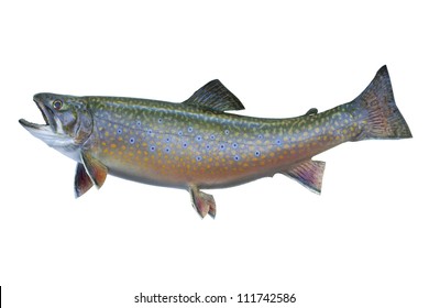 Brook or speckled trout isolated on white