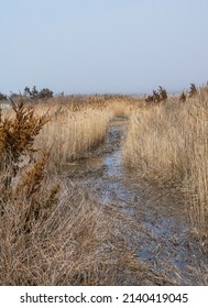 Brook Through The Tidal Marsh