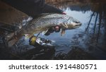 Brook trout caught by spinning.