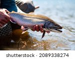 A brook trout caught while fly fishing a mountain lake in early spring 
