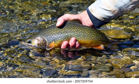 Brook trout (char) in clear water