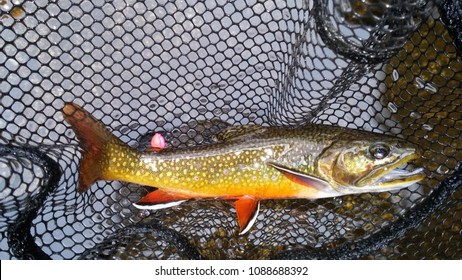 Brook Trout Fish