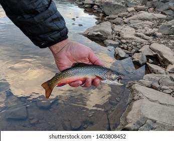 Brook Trout Fly Fishing Colorado