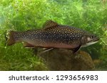 Brook Trout in river