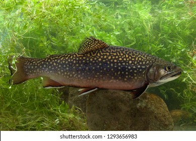 Brook Trout in river