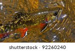 Brook trout. Salvelinus fontinalis