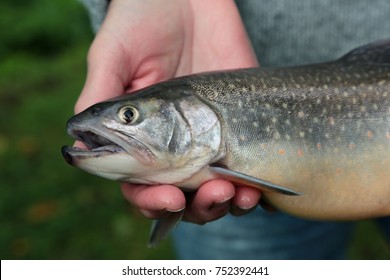 Brook Trout, Salvelinus Fontinalis