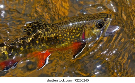 Brook trout. Salvelinus fontinalis