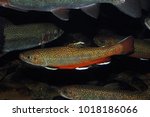 Brook Trout (Salvelinus fontinalis) - captive in aquarium.
