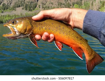 Brook Trout, Salvelinus fontinalis, caught on a fly rod in a high mountain lake, being held prior to release