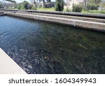 Brook trout (Salvelinus fontinalis) in fish hatchery, California, United States of America (USA)