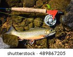 Brook Trout (Salvelinus fontinalis). A popular sport fish. It is native to Eastern North America and has been introduced outside of it
