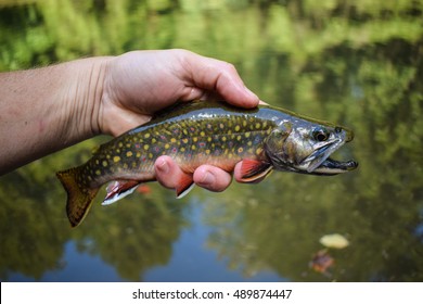 Brook Trout (Salvelinus fontinalis). A popular sport fish. It is native to Eastern North America.