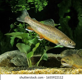 Brook Trout, Salvelinus Fontinalis Underwater View  