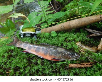 Brook Trout from a small forested stream