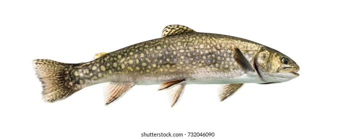 Brook Trout Swimming, Isolated On White