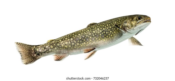 Brook trout swimming, isolated on white