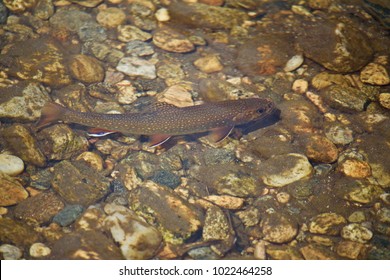 Brook trout under water, orange and white fins 