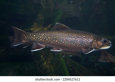 Brook Trout Underwater Salvelinus Frontinalis Fresh Water Fish