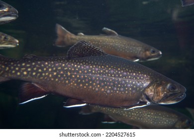 Brook Trout Underwater Salvelinus Frontinalis Fresh Water Fish