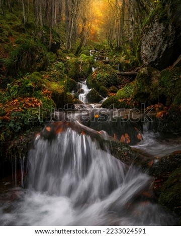 Brook waterfall in the autumn forest. Autumn forest brook. Brook in autumn forest. Autumn forest brook flow