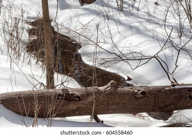 brook in winter