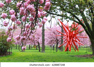 Brooklyn Botanic Garden-April 25,2017.Blooming Cherry Blossom In Brooklyn Botanic Garden,New York,USA.