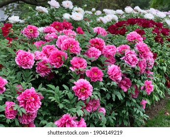 Brooklyn Botanic Gardens In The Spring, New York, USA.