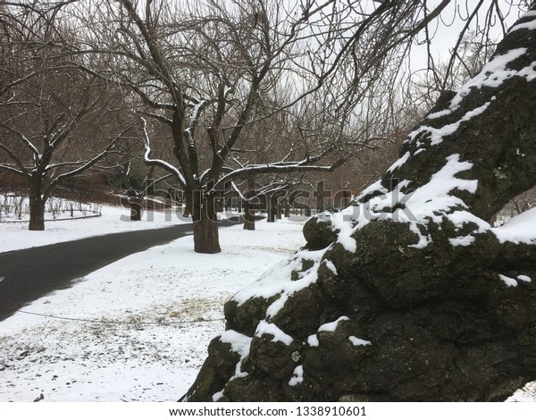 Brooklyn Botanical Garden Winter Royalty Free Stock Image