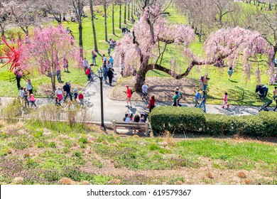 Bilder Stockfoton Och Vektorer Med Cherry Blossom New York