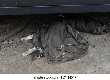 BROOKLYN, NY - NOVEMBER 01: Dead Dog At Seagate Neighborhood Covered With Jacket, Died Due To Impact From Hurricane Sandy In Brooklyn, New York, U.S., On Thursday, November 01, 2012.