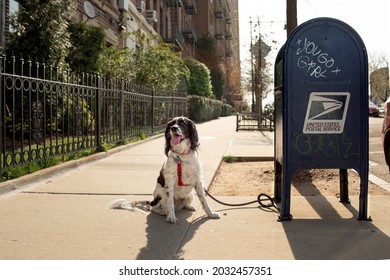 Brooklyn, NY, US - Adorable Dog With USPS Mailbox